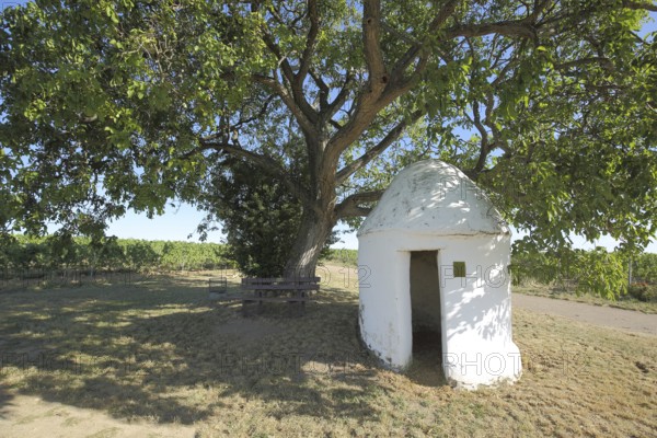 Trullo am Baum mit Bench, Vineyards, Grapevines, Wine-growing region, Weinberghäuschen, Flörsheim-Dalsheim, Monsheim, Rhine-Hesse region, Rhineland-Palatinate, Germany