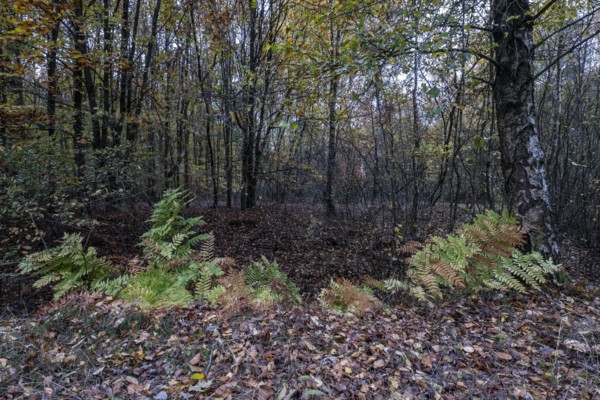 Royal fern (Osmunda regalis) in autumn leaves, Emsland, Lower Saxony, Germany