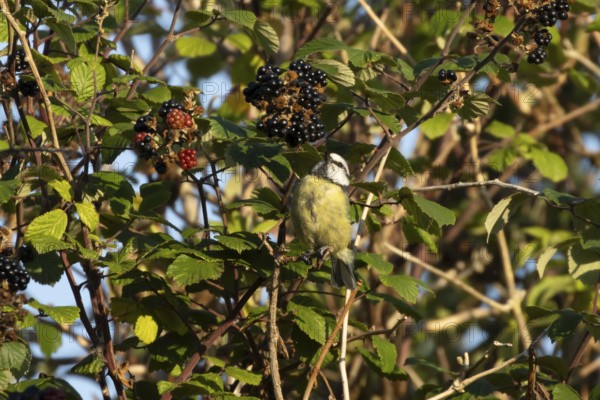 Blue tit (Cyanistes caeruleus) adult bird on blackberries in summer, England, United Kingdom