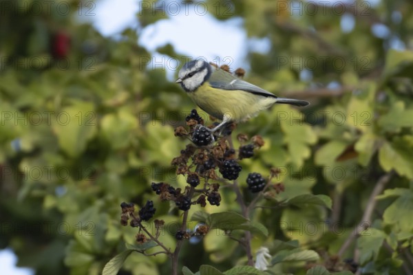 Blue tit (Cyanistes caeruleus) adult bird in a hedgerow on blackberries in summer, England, United Kingdom