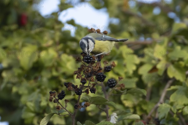 Blue tit (Cyanistes caeruleus) adult bird in a hedgerow feeding on blackberries in summer, England, United Kingdom