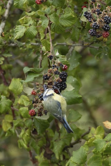 Blue tit (Cyanistes caeruleus) adult bird in a hedgerow feeding on blackberries in summer, England, United Kingdom