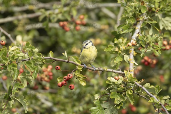 Blue tit (Cyanistes caeruleus) adult bird in a Hawthorn hedgerow with red berries in summer, England, United Kingdom
