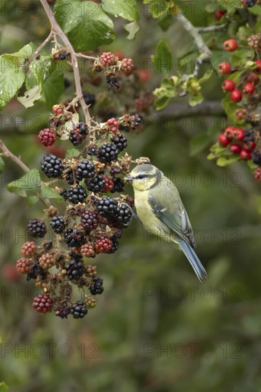 Blue tit (Cyanistes caeruleus) adult bird in a hedgerow on blackberries in summer, England, United Kingdom