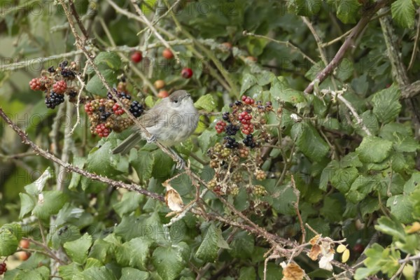 Eurasian blackcap (Sylvia atricapilla) adult bird in a hedgerow with blackberries in summer, England, United Kingdom