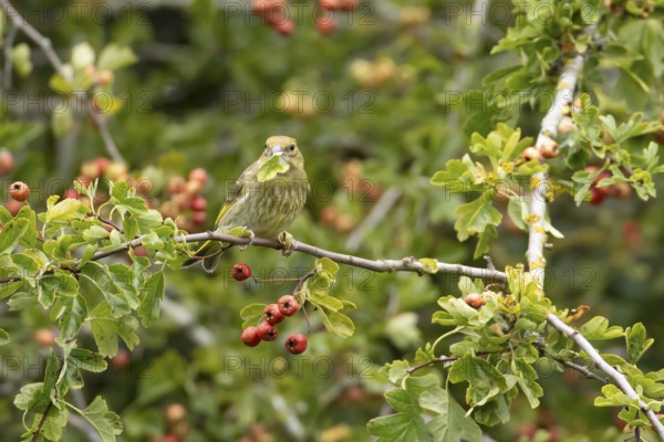 European greenfinch (Chloris chloris) adult bird in a Hawthorn hedgerow with red berries in summer, England, United Kingdom