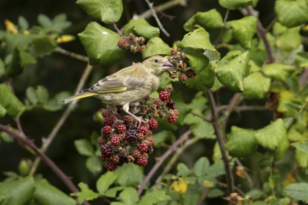 Eurasian greenfinch (Chloris chloris) adult bird in a hedgerow feeding on blackberries in summer, England, United Kingdom