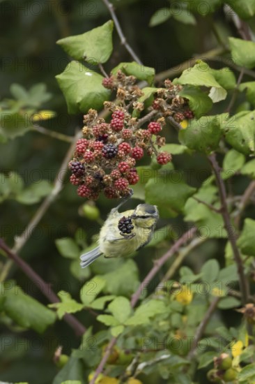 Blue tit (Cyanistes caeruleus) adult bird in a hedgerow feeding on blackberries in summer, England, United Kingdom