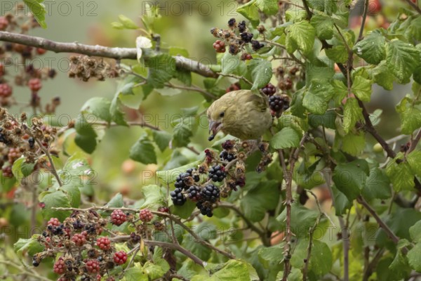 European greenfinch (Chloris chloris) adult bird in a hedgerow feeding on blackberries in summer, England, United Kingdom