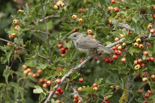 Eurasian blackcap (Sylvia atricapilla) adult female bird in a Hawthorn hedgerow with red berries in summer, England, United Kingdom