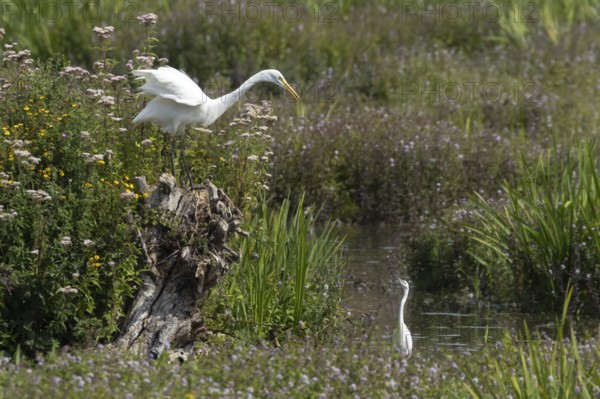 Great white egret (Ardea alba) adult bird on a tree stump amongst summer flowers looking down at a Little egret (Egretta garzetta) in a lake, England, United Kingdom