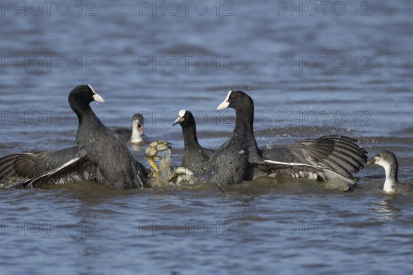 Coot (Fulica atra) three adult birds fighting on a lake, England, United Kingdom