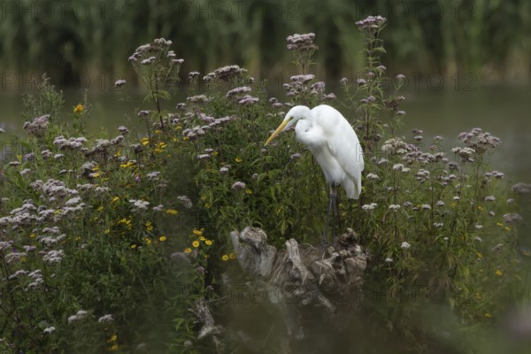 Great white egret (Ardea alba) adult bird on a tree stump amongst summer flowers, England, United Kingdom