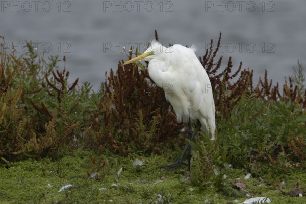 Great white egret (Ardea alba) adult bird walking on vegetation on an island, England, United Kingdom