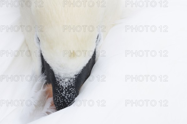 Mute swan (Cygnus olor) adult bird sleeping, England, United Kingdom