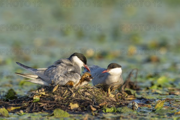 White-bearded terns (Childonias hybride) with young birds at their nest, Danube Delta, Romania