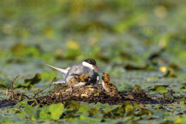White-bearded terns (Childonias hybride) feeding with young birds on their nest, Danube Delta, Romania