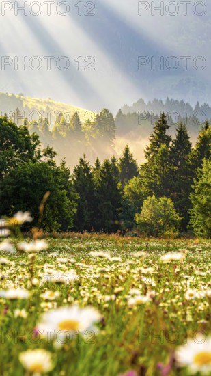 A sunlit meadow with daisies against a forest backdrop under a blue sky, Late summer country landscape with daisies meadow and sunbeams, forest in blurred background, hilly landscape in sunrise or sunset, tranquil nature template or poster for beauty of nature, AI generated