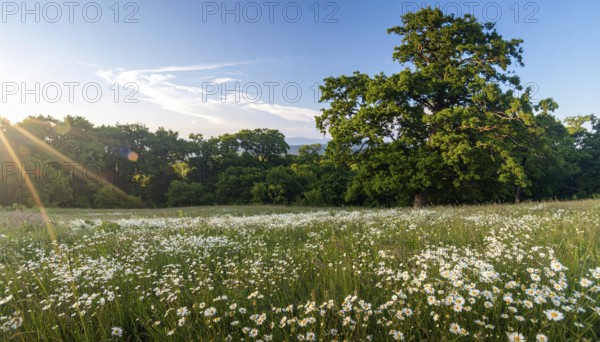 A sunlit meadow with daisies against a forest backdrop under a blue sky, Late summer country landscape with daisies meadow and sunbeams, forest in blurred background, hilly landscape in sunrise or sunset, tranquil nature template or poster for beauty of nature, AI generated