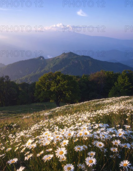 A sunlit meadow with daisies against a forest backdrop under a blue sky, Late summer country landscape with daisies meadow and sunbeams, forest in blurred background, hilly landscape in sunrise or sunset, tranquil nature template or poster for beauty of nature, AI generated