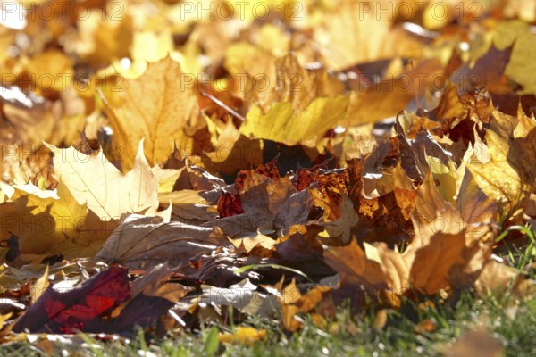 Autumn leaves in a meadow, October, Germany