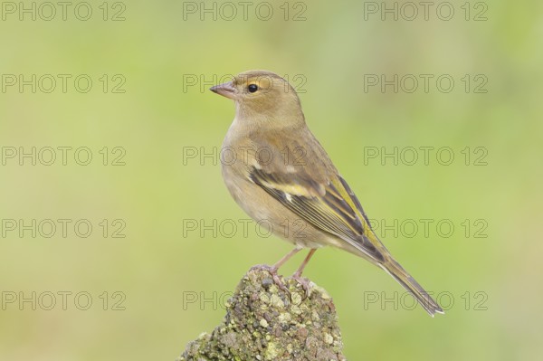 Chaffinch (Fringilla coelebs), adult female sitting on a stone in the garden, wildlife, animals, birds, songbird, nature photography, Siegerland, North Rhine-Westphalia, Germany