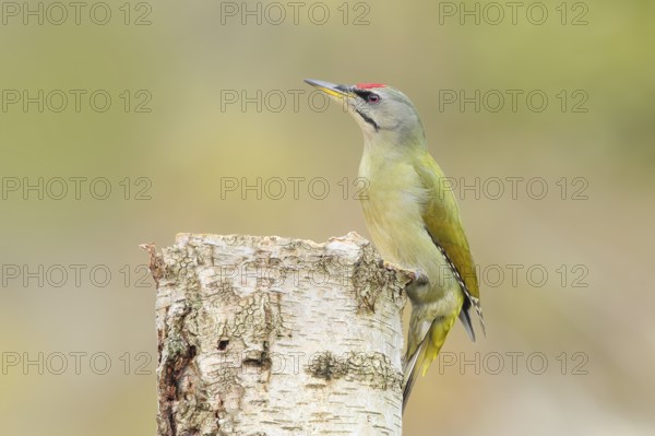 Grey woodpecker (Picus canus), male on a birch tree, wildlife, woodpeckers, nature photography, Neunkirchen, autumn, Siegerland, North Rhine-Westphalia, Germany