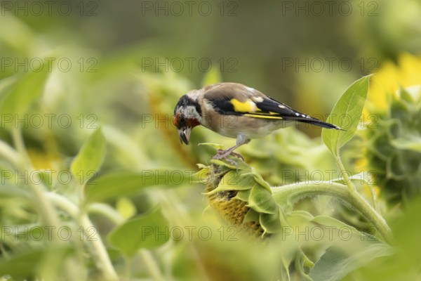 European goldfinch (Carduelis carduelis) adult bird feeding on a sunflower seed in a field of sunflowers, England, United Kingdom