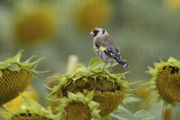 European goldfinch (Carduelis carduelis) adult bird on a sunflower seedhead in a field of sunflowers, England, United Kingdom