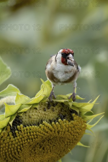 European goldfinch (Carduelis carduelis) adult bird feeding on a sunflower seed in a field of sunflowers, England, United Kingdom