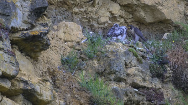 Peregrine falcon (Falco peregrinus), adult female in her habitat feeding nestlings in picturesque rocky scenery, biosphere area, Swabian Jura, Baden-Württemberg, Germany
