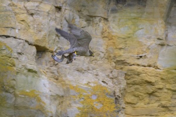 Peregrine falcon (Falco peregrinus), adult female flying with prey in front of picturesque rocky backdrop, biosphere area, Swabian Jura, Baden-Württemberg, Germany