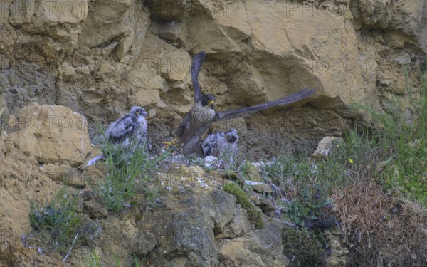 Peregrine falcon (Falco peregrinus), adult female taking off from Felsenhorst after feeding nestlings in picturesque rocky scenery, biosphere area, Swabian Jura, Baden-Württemberg, Germany