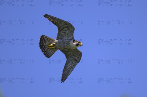 Peregrine falcon (Falco peregrinus), adult male flying against a blue sky, biosphere area, Swabian Jura, Baden-Württemberg, Germany