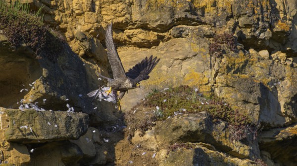 Peregrine falcon (Falco peregrinus), adult female flying with prey in picturesque rocky scenery, biosphere area, Swabian Jura, Baden-Württemberg, Germany