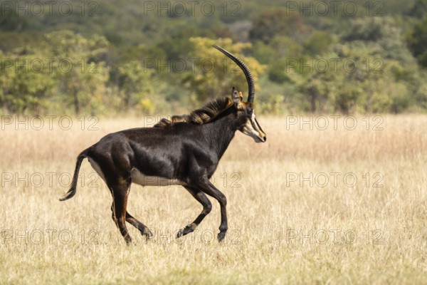 Sable Antelope (Hippotragus niger), side view of animal running to the right. Chobe National Park, Botswana