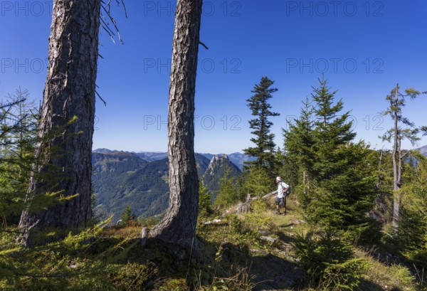 Hikers on the way to Rettenkogel, Postalm, Osterhorn Group, Salzkammergut, Province of Salzburg, Austria
