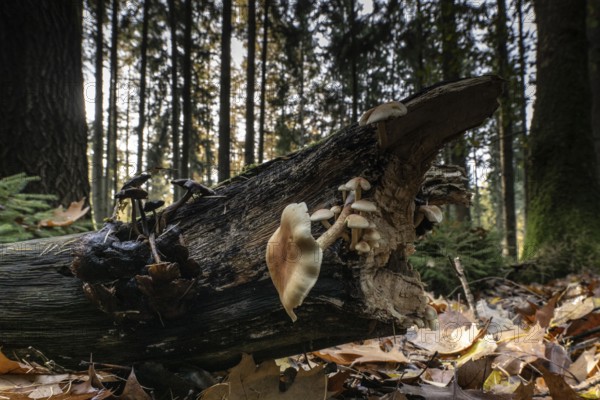 Sulphur Tuft (Hypholoma fasciculare), Emsland, Lower Saxony, Germany