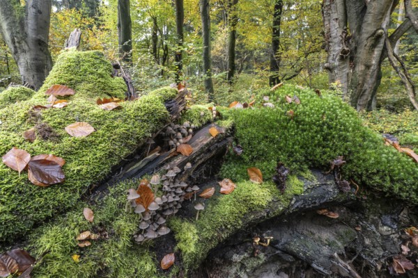 Helmlinge (Mycena), Emsland, Lower Saxony, Germany