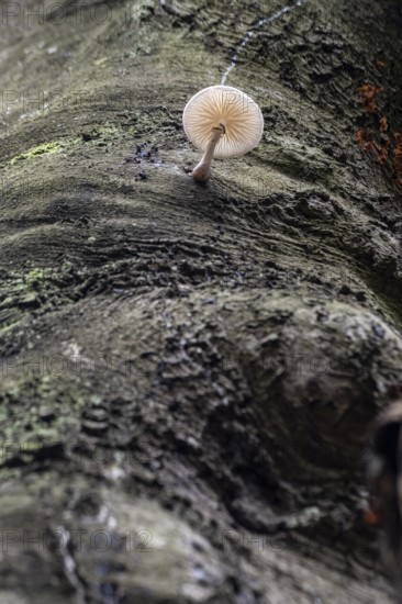 Ringed beech mucida (Oudemansiella mucida), Emsland, Lower Saxony, Germany