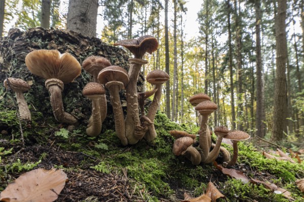 Common Hallimash (Armillaria ostoyae), Emsland, Lower Saxony, Germany