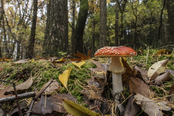 Toadstool (Amanita muscaria), Emsland, Lower Saxony, Germany