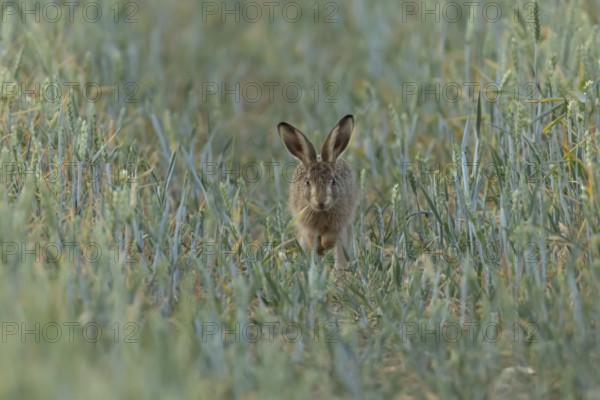 European brown hare (Lepus europaeus) juvenile baby leveret animal running in a farmland wheat field in summer, England, United Kingdom