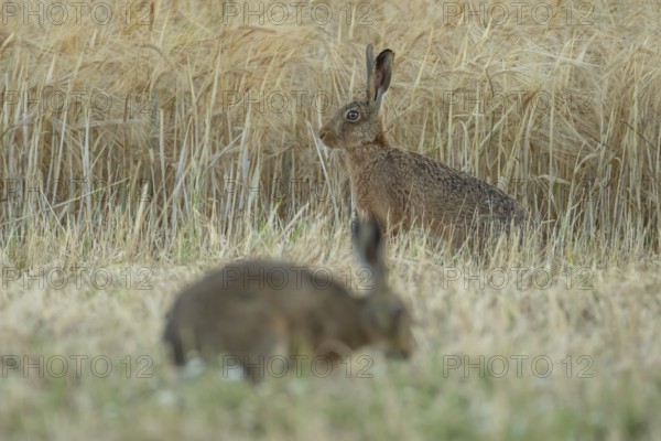 European brown hare (Lepus europaeus) adult animal in a farmland wheat field in summer, England, United Kingdom
