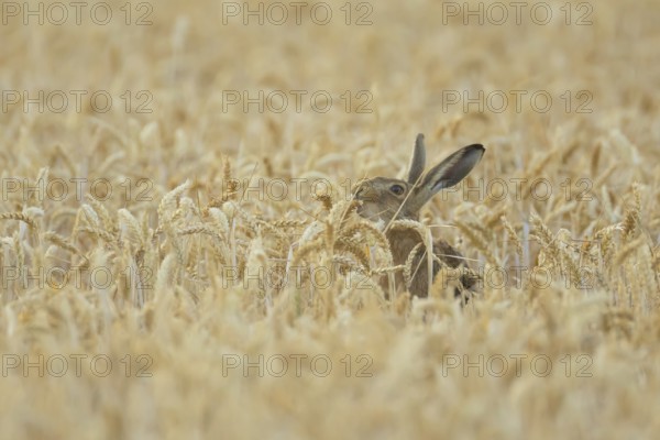 European brown hare (Lepus europaeus) adult animal feeding on a wheat sheath in a farmland field in summer, England, United Kingdom