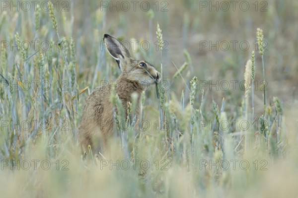 European brown hare (Lepus europaeus) adult animal feeding on a wheat plant in a farmland field in summer, England, United Kingdom