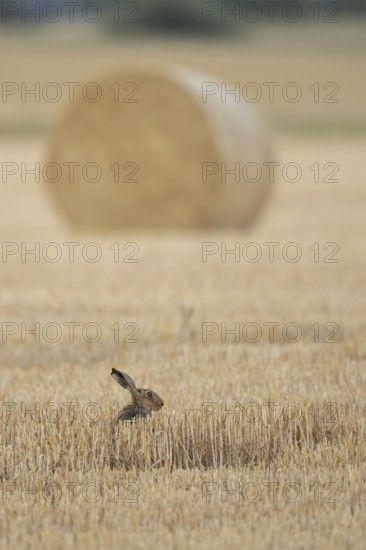 European brown hare (Lepus europaeus) adult animal in a farmland stubble field with a straw or hay bale in the background in summer, England, United Kingdom