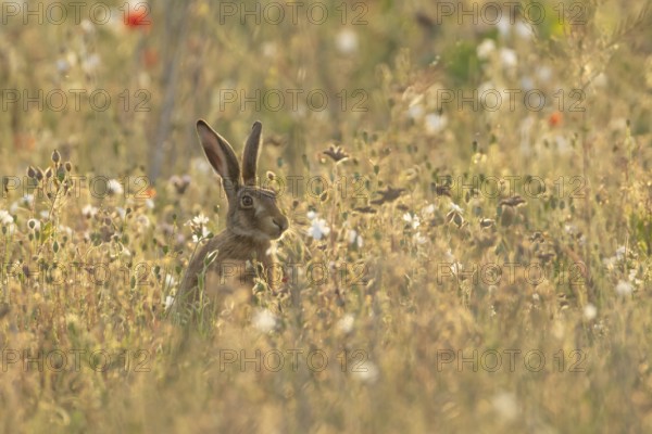 European brown hare (Lepus europaeus) adult animal in a wildflower field in summer, England, United Kingdom