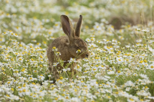 European brown hare (Lepus europaeus) adult animal in flowering Mayweed daisy flowers in summer, England, United Kingdom