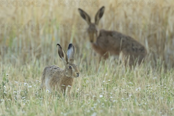 European brown hare (Lepus europaeus) adult animal in a farmland field in summer, England, United Kingdom